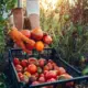 Woman farmer putting tomatoes in plastic crate